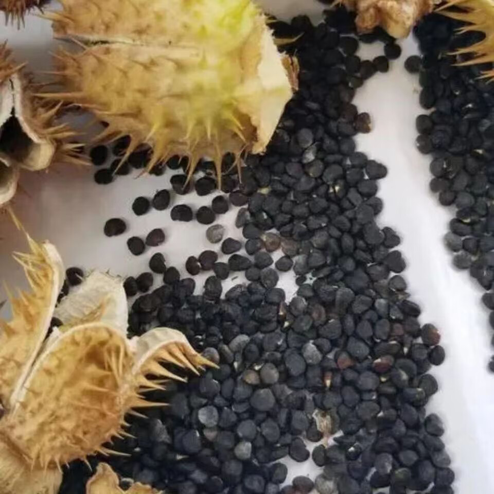 北京同仁堂中藥籽與水產(chǎn)品初級(jí)農(nóng)產(chǎn)品簡(jiǎn)介