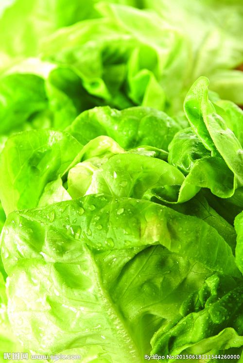 綠葉的芳香 蔬菜特寫