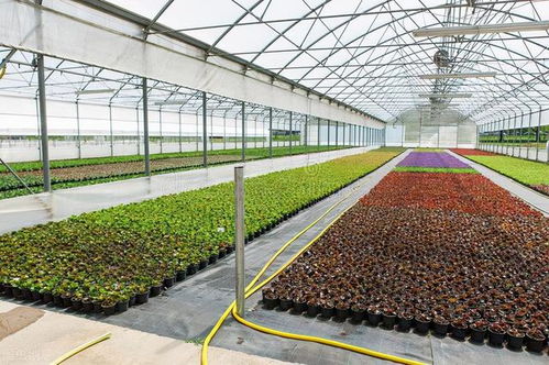 彈丸小國荷蘭 農產品出口全球第二的蔬菜農業奇跡