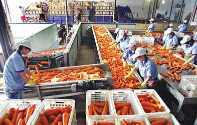 提籃尋鮮 蔬菜采購(gòu)員的全國(guó)尋菜之旅