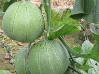 大亞灣工廠與龍崗蔬菜配送 深圳農(nóng)產(chǎn)品供應(yīng)鏈的現(xiàn)代化之路